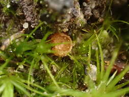 Image of Octospora australis (McLennan & Cookson) Yei Z. Wang 1992