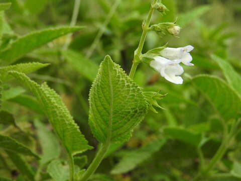 Image of Lepechinia floribunda (Benth.) Epling