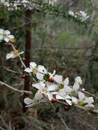 Слика од Leptospermum squarrosum Gaertn.