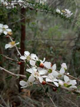 Image of Pink Tea Tree