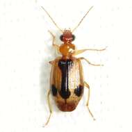 Image of Lebia (Lebia) miranda (G. Horn 1872)