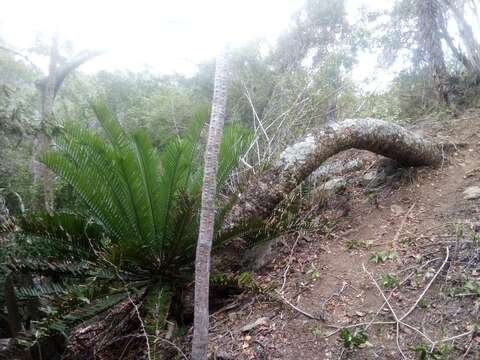 Image of Bushman's River Cycad