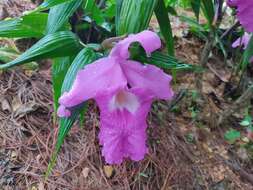 Imagem de Sobralia macrantha Lindl.