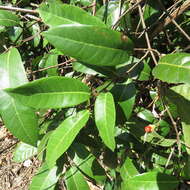 Image of Trophis scandens subsp. scandens