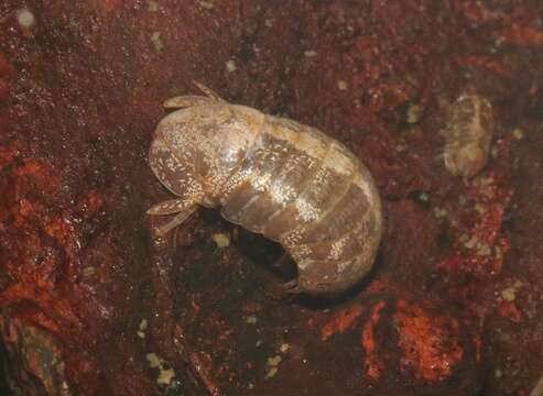 Image of Socorro Isopod