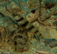 Image of Steinitz' prawn goby