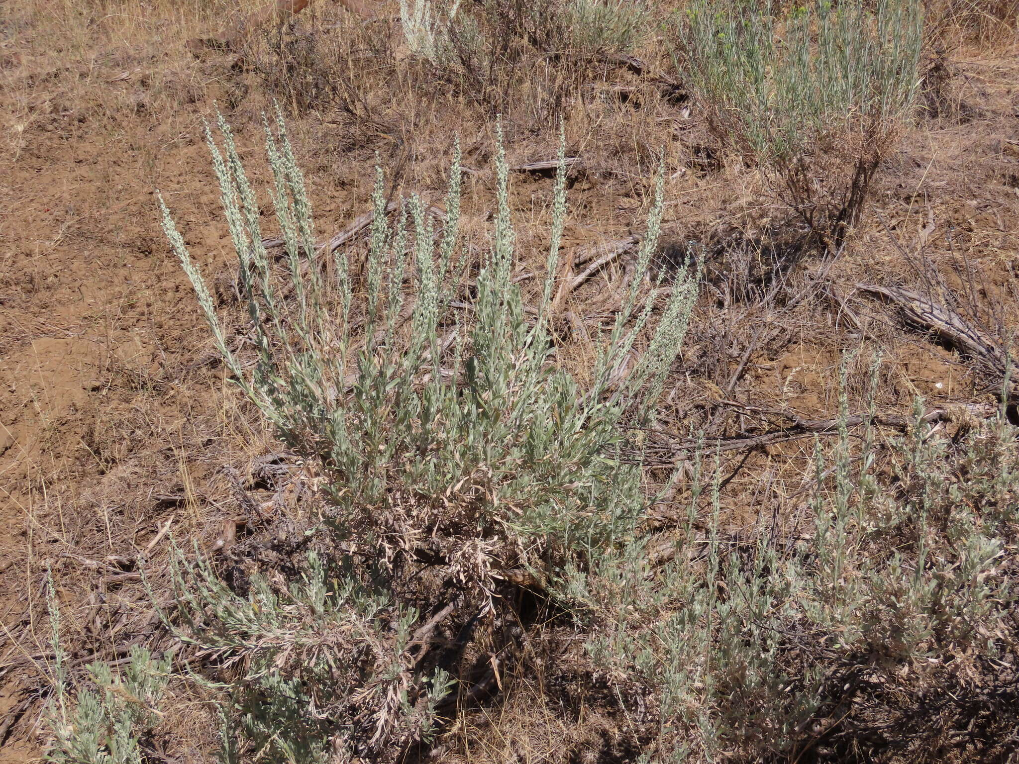 Artemisia tridentata subsp. vaseyana (Rydb.) Beetle resmi