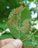 Image of Elm leafminer