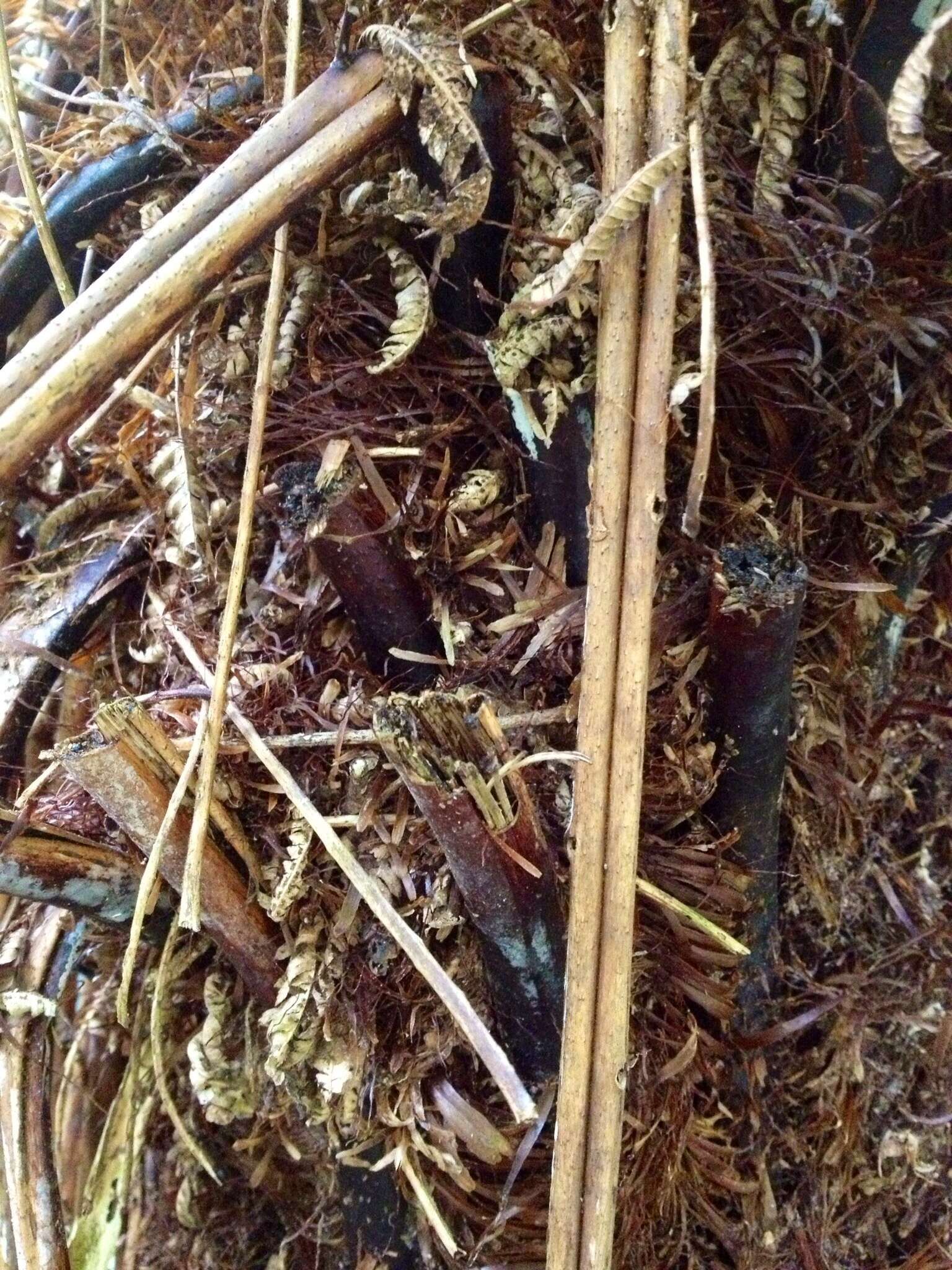 Image of Tree Fern Soft