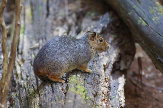 Image of Rock Cavies