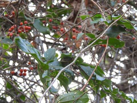 Image of Smilax domingensis Willd.