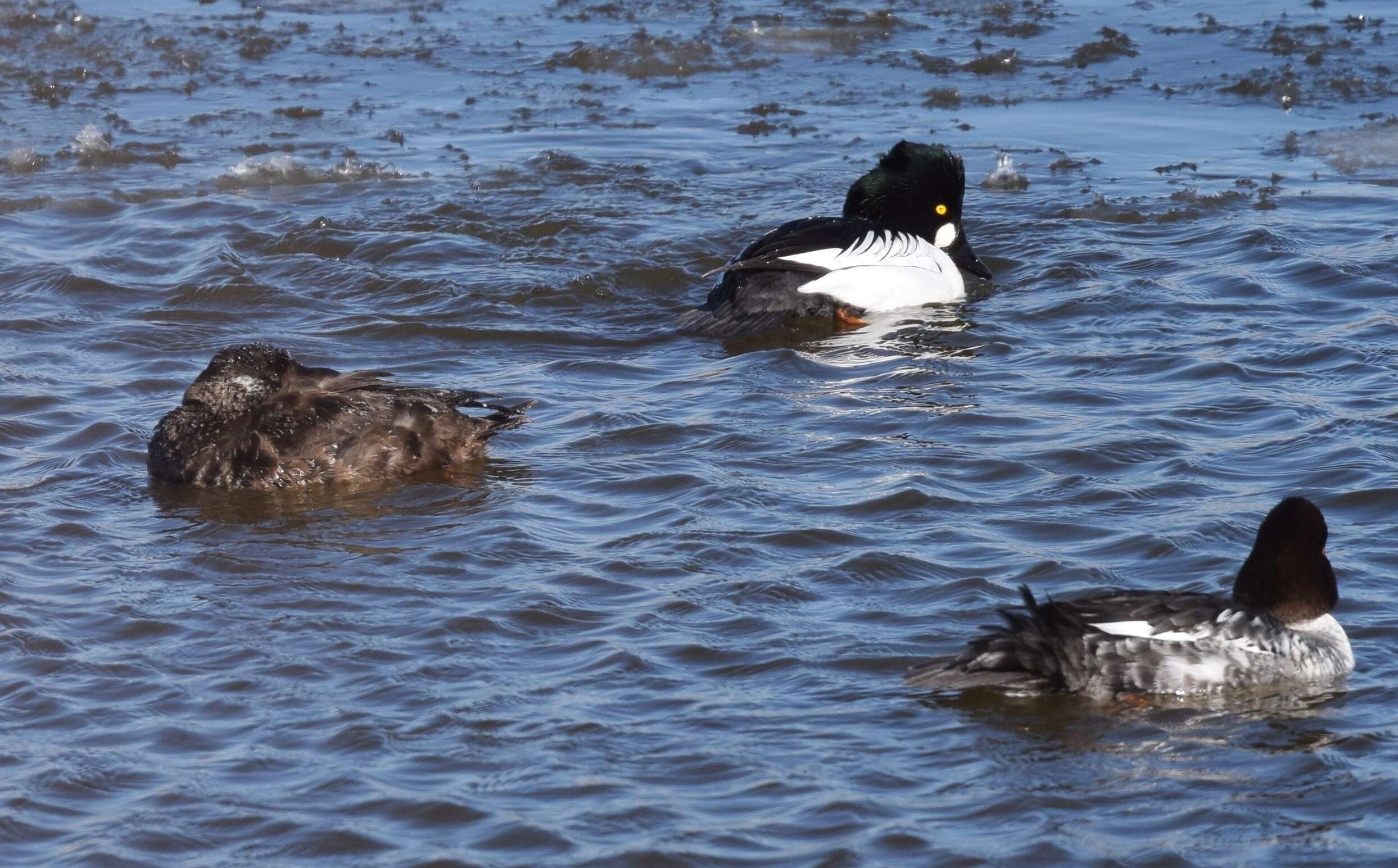 Image of scoter