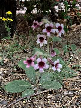 Image of Chinese Foxglove