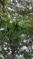 Image of Dracophyllum latifolium A. Cunn.