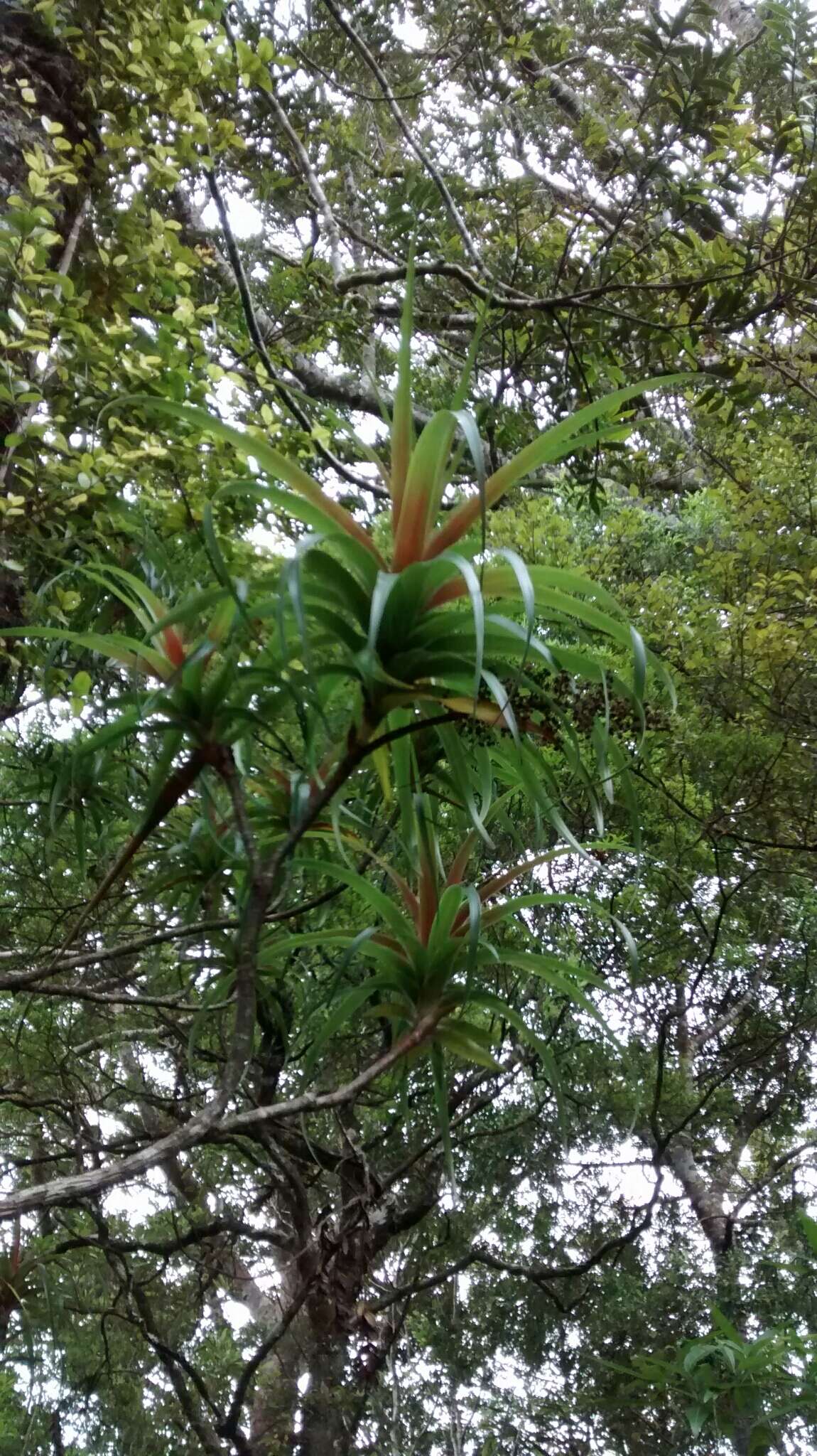 Image of Dracophyllum latifolium A. Cunn.