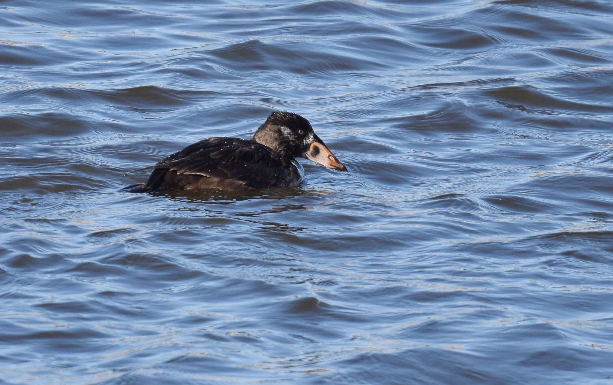 Image of scoter