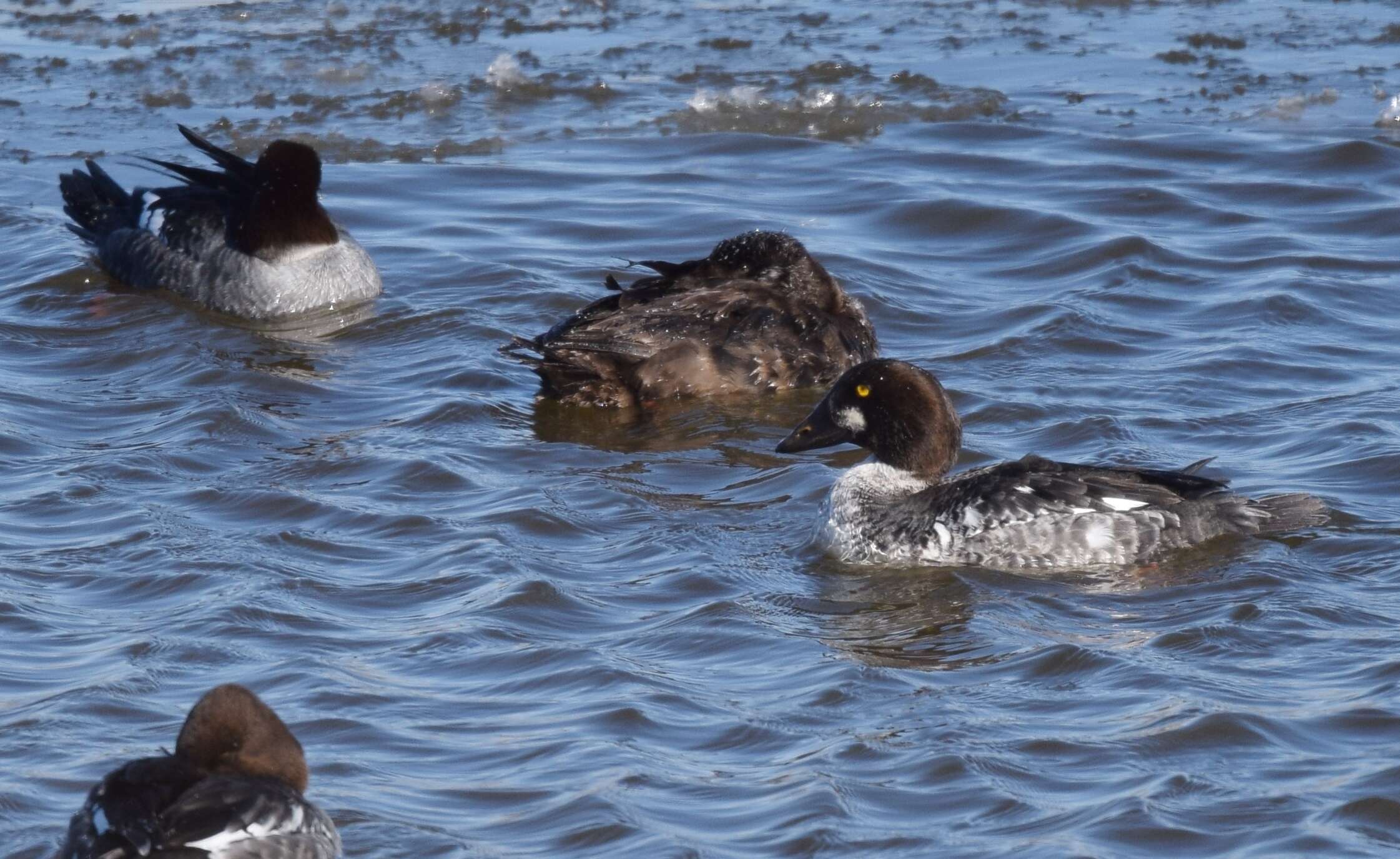 Image of scoter