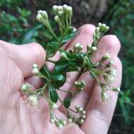 صورة Baccharis multiflora Kunth