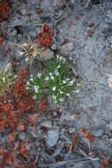 Image de Navarretia intertexta subsp. propinqua (Suksd.) A. G. Day