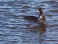 Image of scoter