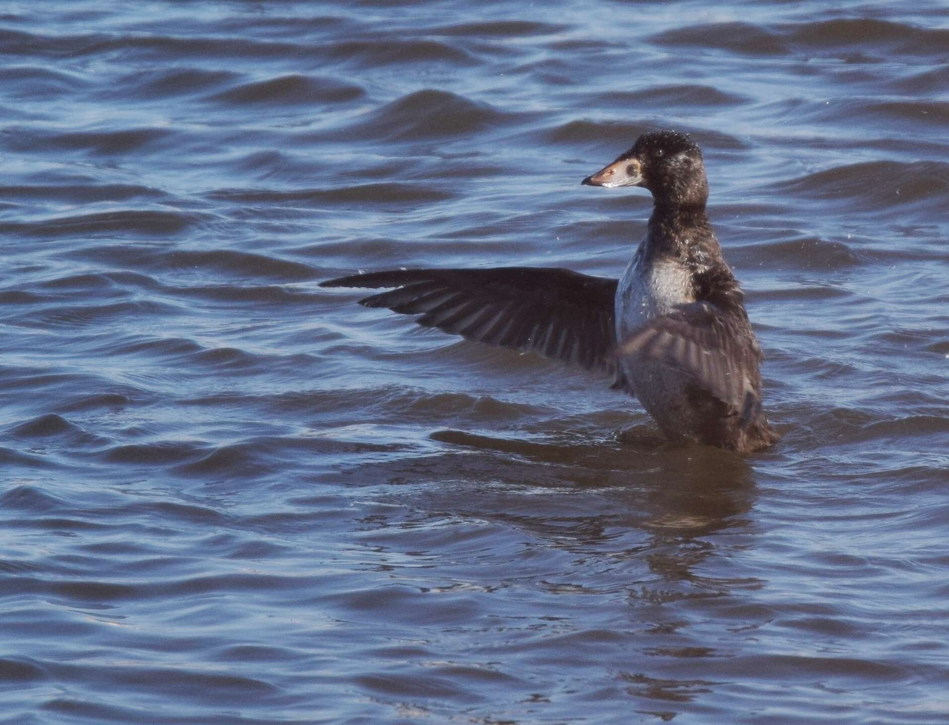 Image of scoter