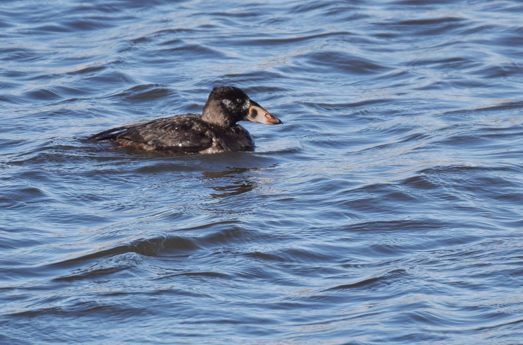 Image of scoter