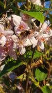 Imagem de Eristalis intricaria (Linnaeus 1758)