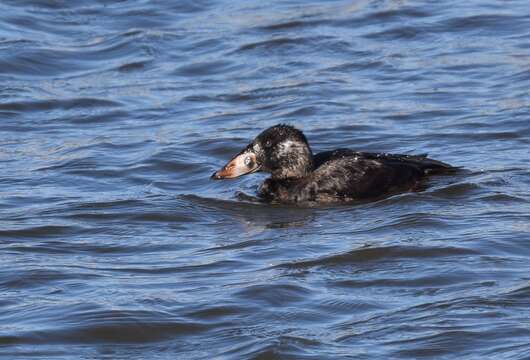 Image of scoter