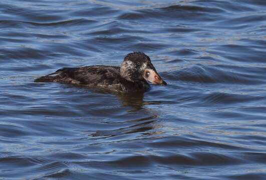 Image of scoter