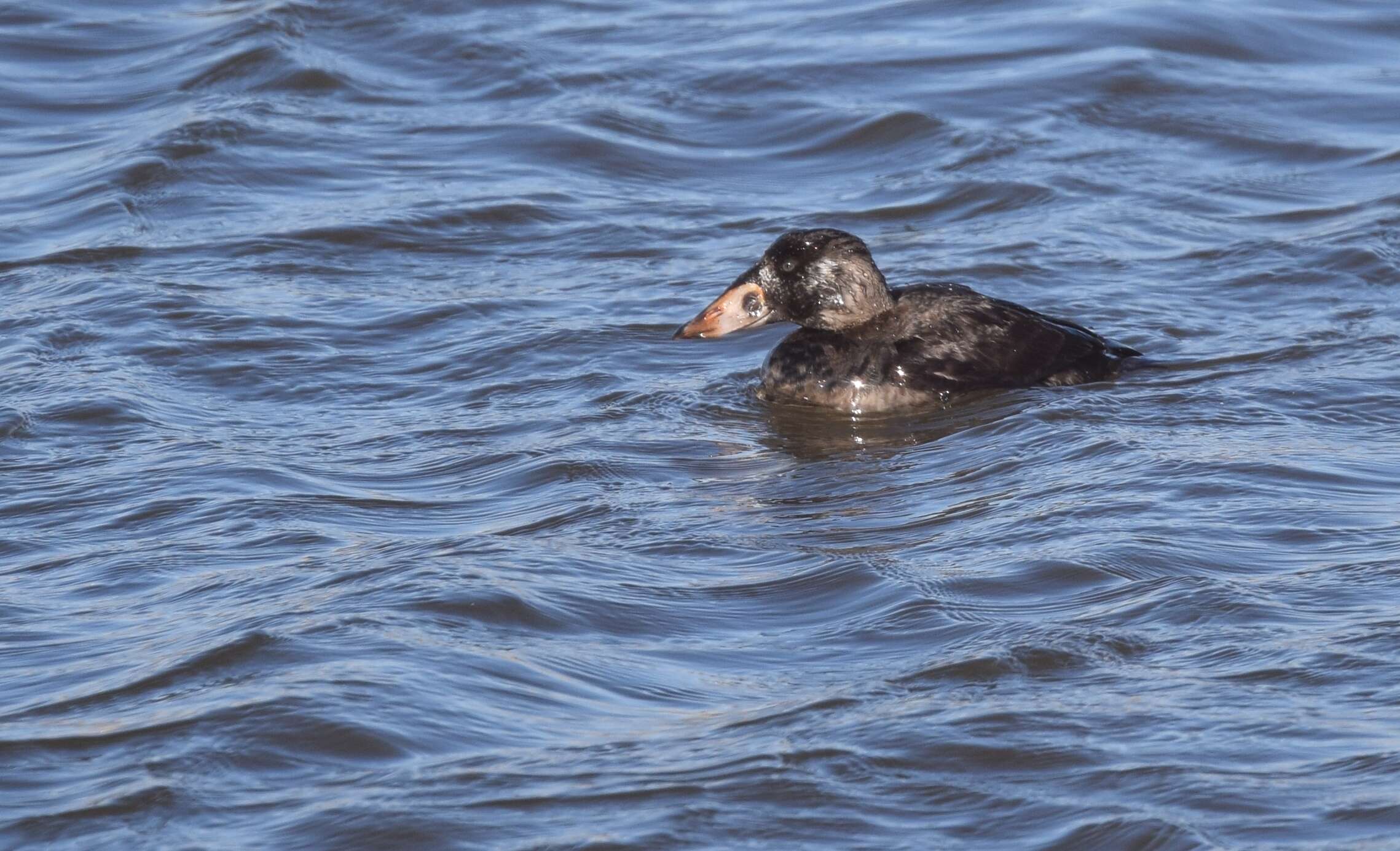 Image of scoter