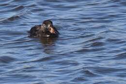 Image of scoter