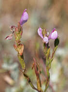 Image of Noel's owl's-clover