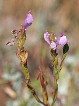 Imagem de Orthocarpus holmgreniorum (T. I. Chuang & Heckard) L. M. Schultz & F. J. Sm.