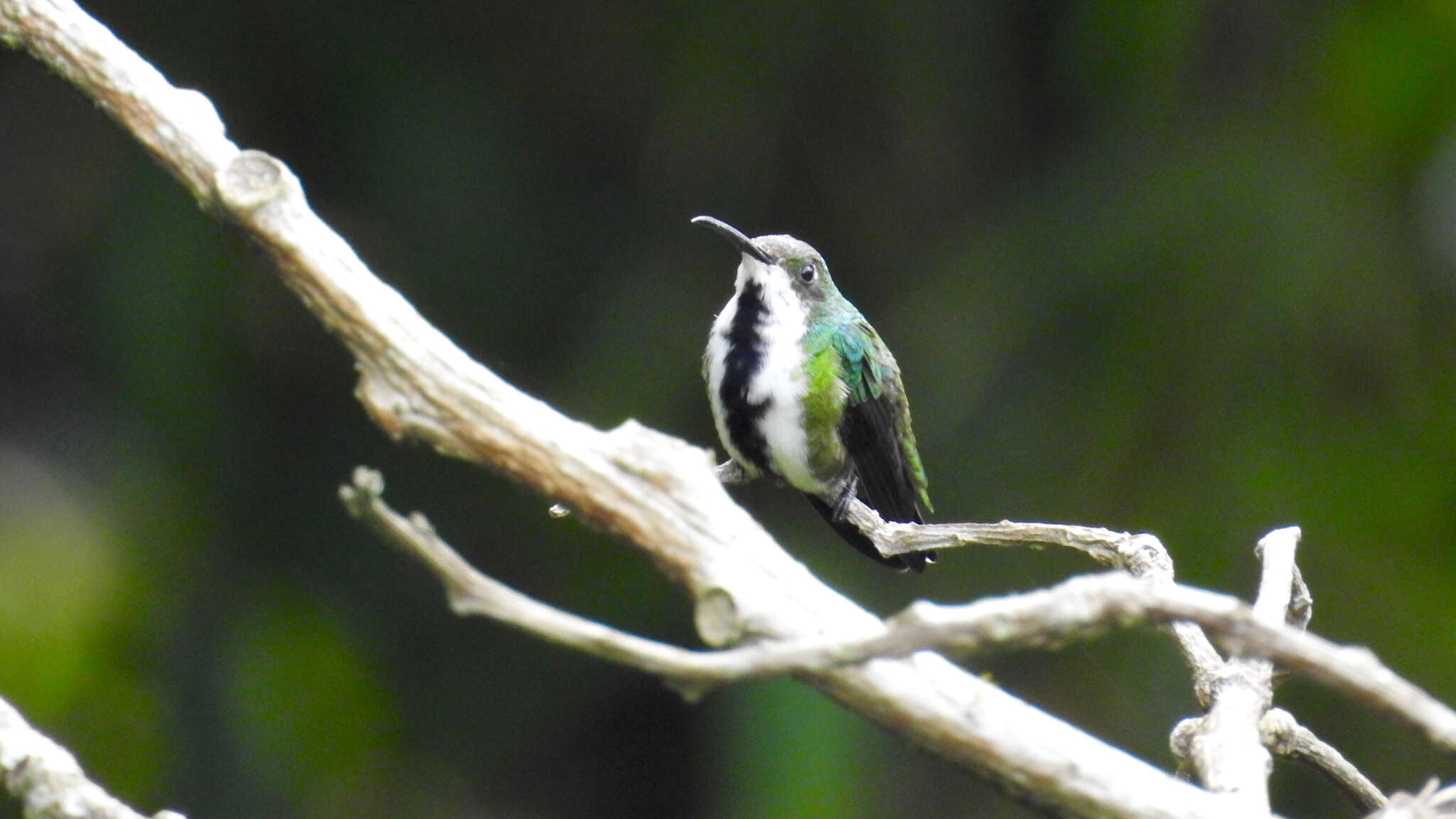 Image of Black-throated Mango