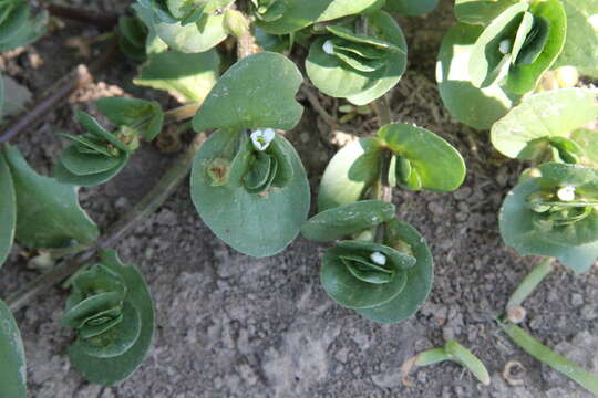 Image of disk waterhyssop