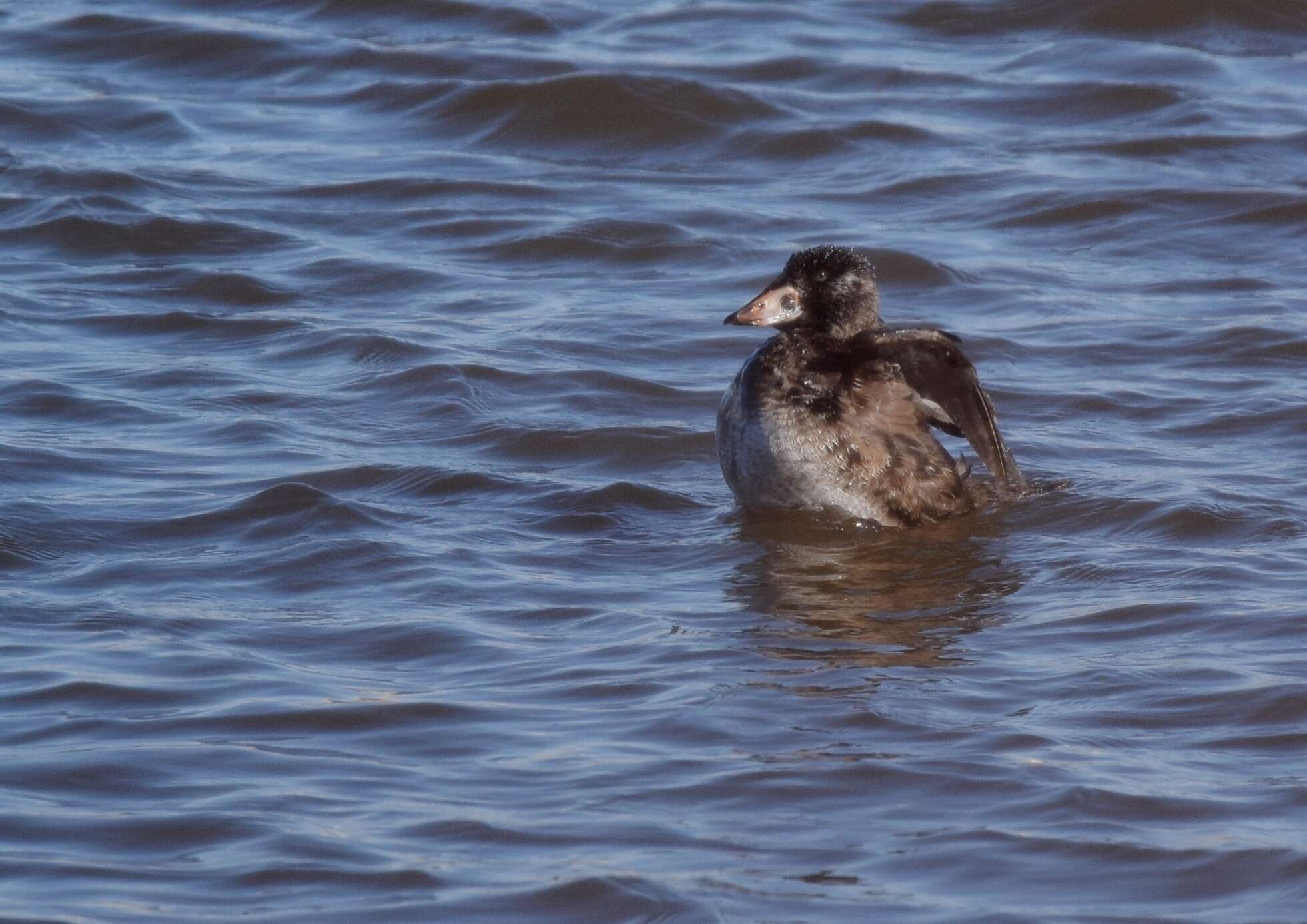 Image of scoter