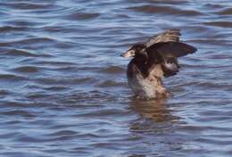 Image of scoter