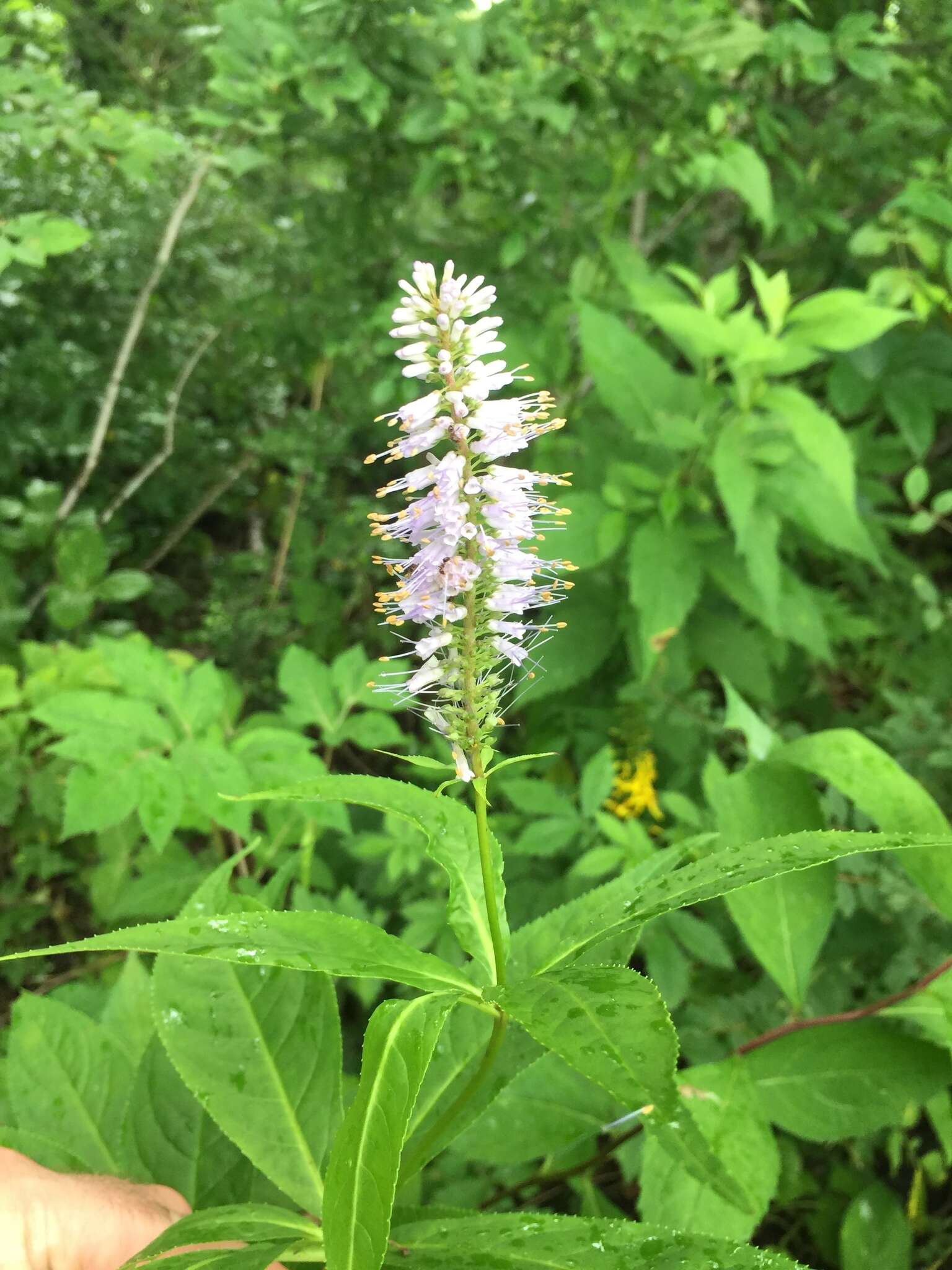 Image of Veronicastrum japonicum (Nakai) T. Yamazaki