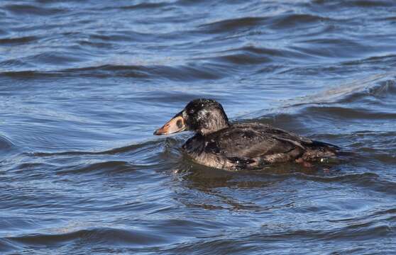 Image of scoter