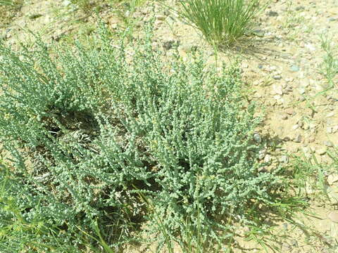 Sivun Caroxylon passerinum (Bunge) Akhani & Roalson kuva