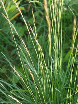 Plancia ëd Helictochloa pratensis (L.) Romero Zarco