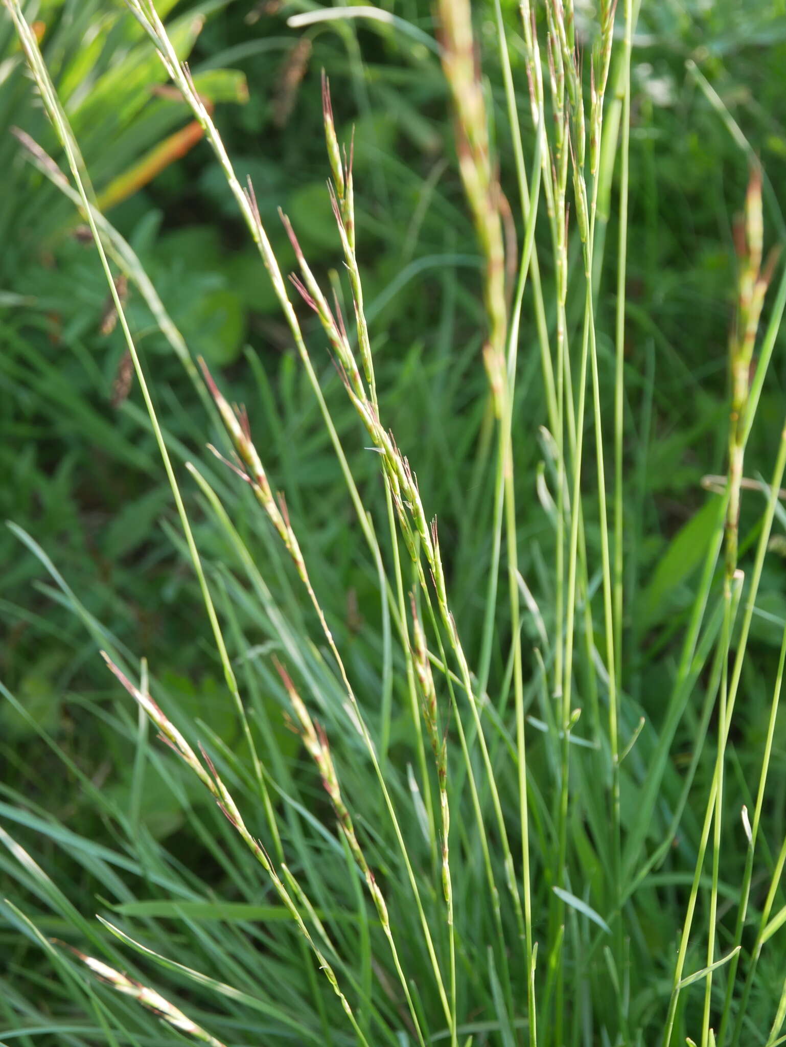 Imagem de Helictochloa pratensis (L.) Romero Zarco