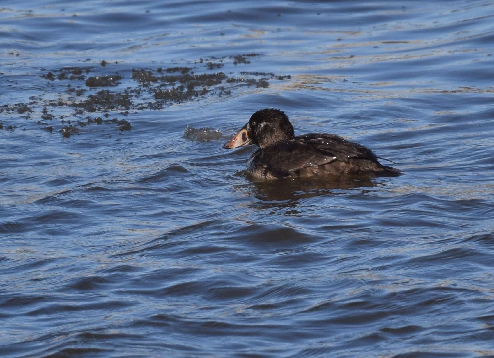 Image of scoter