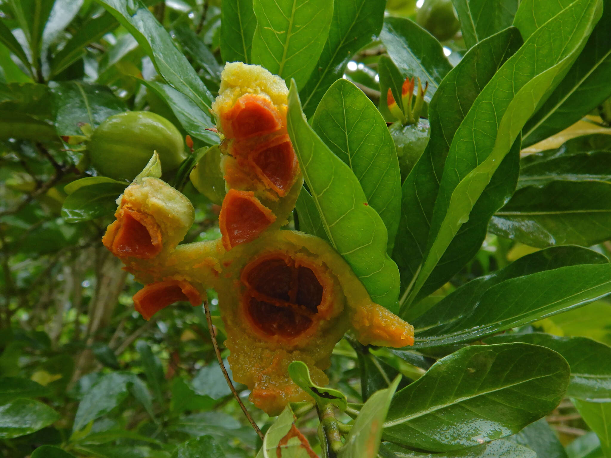 Image of Gardenia urvillei Montrouz.