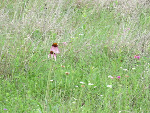 Imagem de Echinacea angustifolia DC.