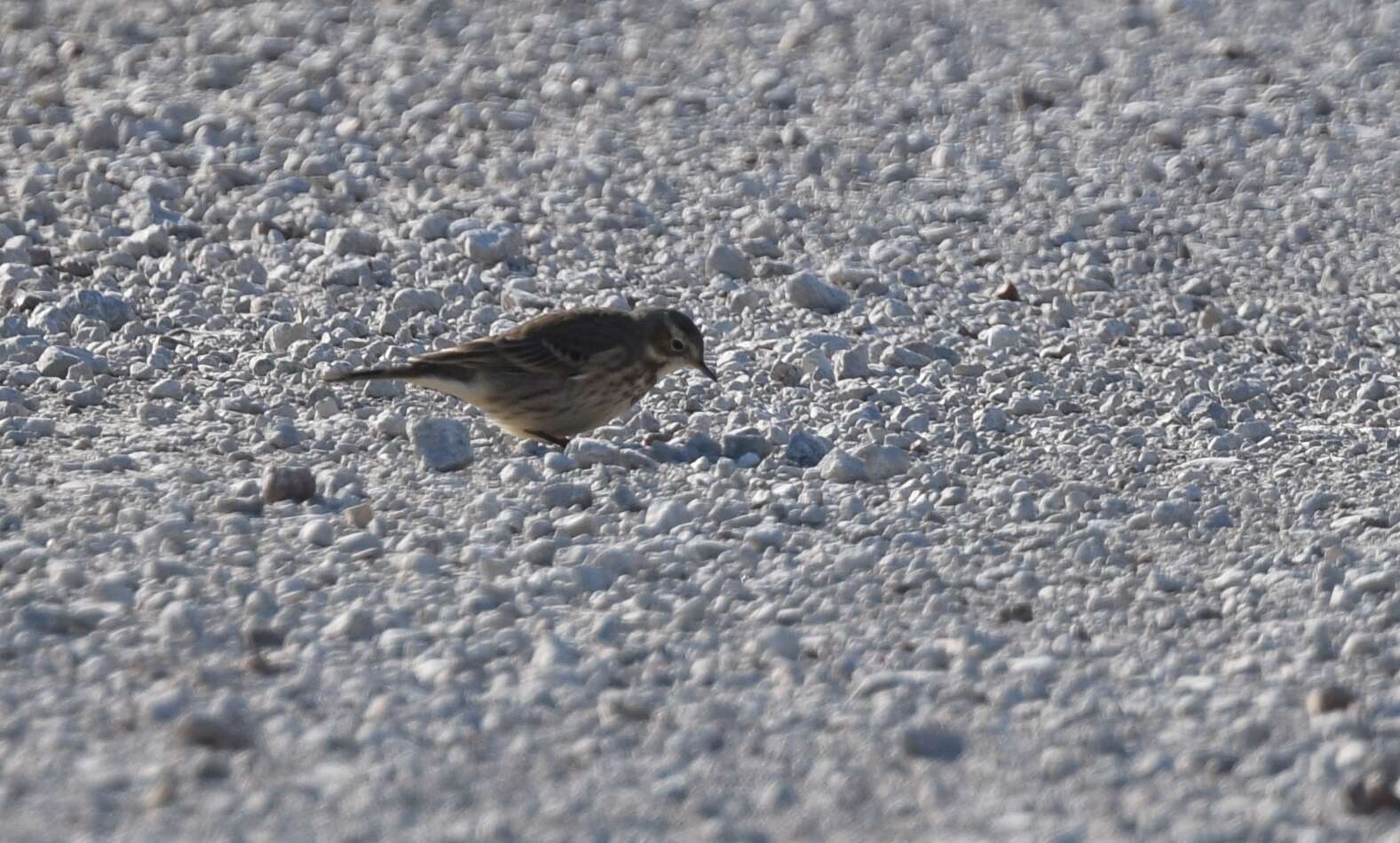 Image of American Pipit