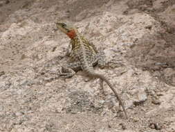 Image of Himalayan Agama