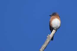 Image of Eastern Bluebird