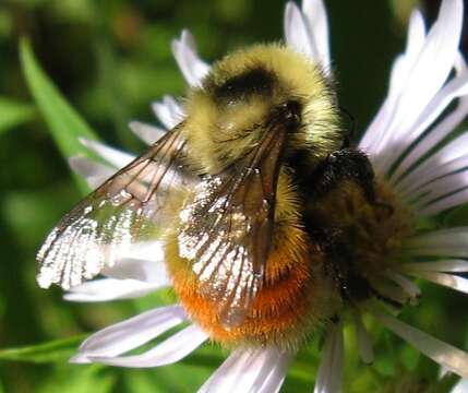 Image of Red-belted Bumble Bee