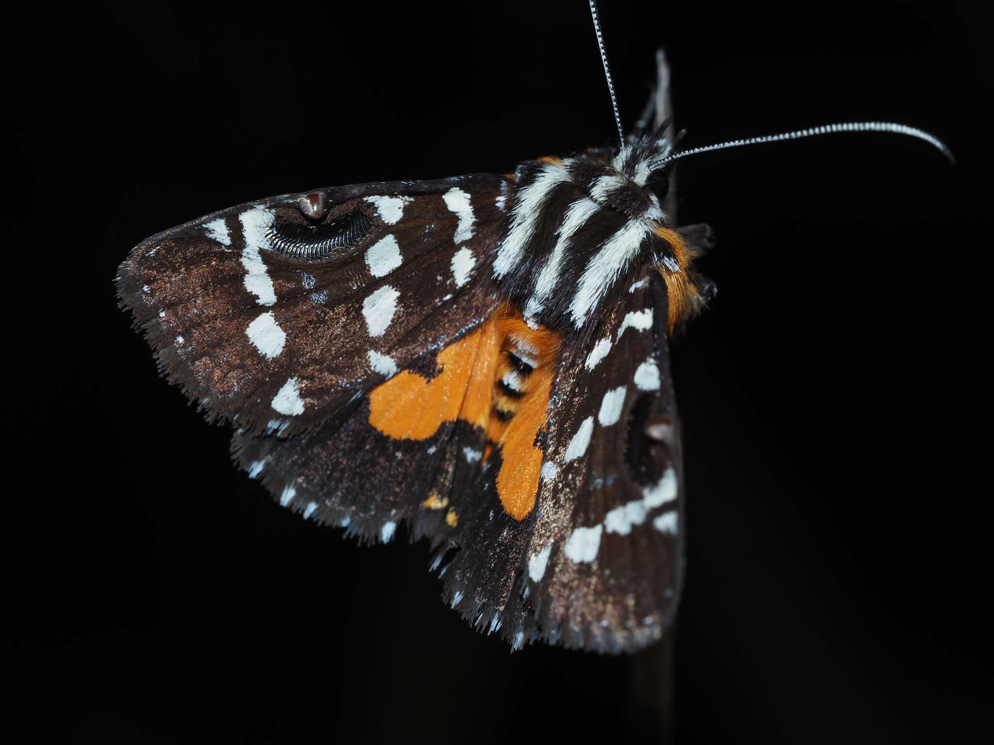 Imagem de Hecatesia thyridion Feisthamel 1839